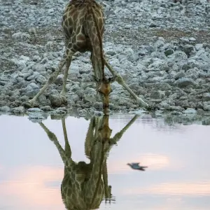 Explore Highlights of Tanzania Safari 6D/5N (Tarangire, Serengeti & Ngorongoro) for 6 days with Bamba Travel and discover unforgettable experiences - Photo 10