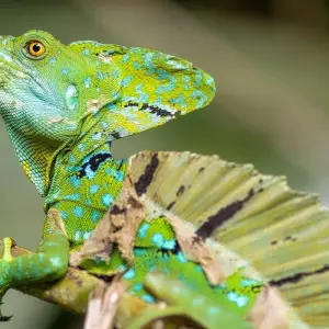 Explore Tortuguero National Park Adventure 3D/2N for 3 days with Bamba Travel and discover unforgettable experiences - Photo 7