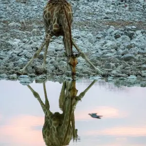 Explore Highlights of Tanzania Safari 6D/5N (Tarangire, Serengeti & Ngorongoro) for 6 days with Bamba Travel and discover unforgettable experiences - Photo 11