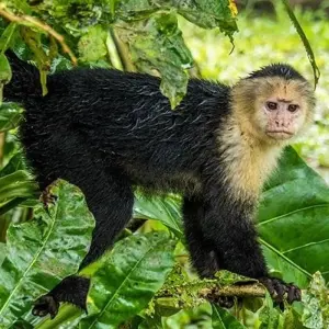 Explore Tortuguero National Park Adventure 3D/2N for 3 days with Bamba Travel and discover unforgettable experiences - Photo 10