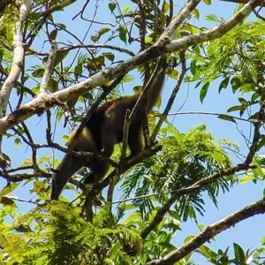 Explore Tortuguero National Park Adventure 3D/2N for 3 days with Bamba Travel and discover unforgettable experiences - Photo 11