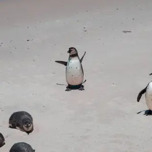 Explore Beach and Bush Safari for 5 days with Bantu Safaris and discover unforgettable experiences - Photo 2