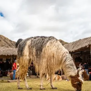 Explore Inca Quarry Trek to Machu Picchu 4D/3N for 4 days with Bamba Travel and discover unforgettable experiences - Photo 3