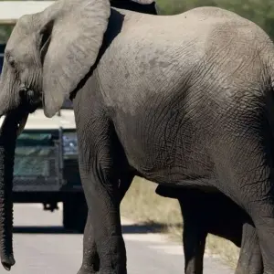 Explore Beach and Bush Safari for 5 days with Bantu Safaris and discover unforgettable experiences - Photo 10