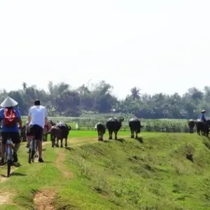 Explore Vietnam Circuit (from Hanoi) Express Travel Pass for 11 days with Bamba Travel and discover unforgettable experiences - Photo 2