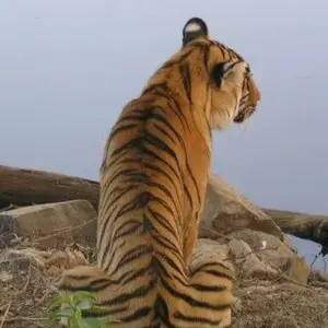 Explore Ranthambore Tiger Experience 5D/4N (from Delhi) for 5 days with Bamba Travel and discover unforgettable experiences - Photo 2