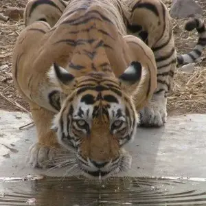 Explore Ranthambore Tiger Experience 5D/4N (from Delhi) for 5 days with Bamba Travel and discover unforgettable experiences - Photo 4