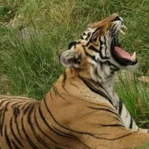 Explore Ranthambore Tiger Experience 5D/4N (from Delhi) for 5 days with Bamba Travel and discover unforgettable experiences - Photo 6