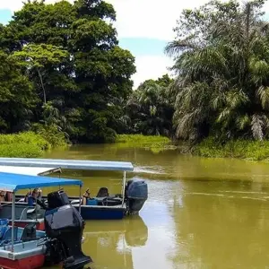 Explore Tortuguero National Park Adventure 4D/3N for 4 days with Bamba Travel and discover unforgettable experiences - Photo 2