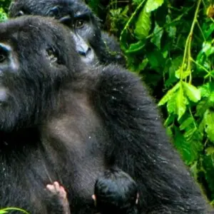 Explore Uganda Gorilla Safari Air-Expedition 4D/3N for 4 days with Bamba Travel and discover unforgettable experiences - Photo 2