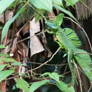 Explore Tortuguero National Park Adventure 4D/3N for 4 days with Bamba Travel and discover unforgettable experiences - Photo 4