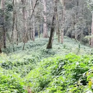 Explore Uganda Gorilla Safari Air-Expedition 4D/3N for 4 days with Bamba Travel and discover unforgettable experiences - Photo 4