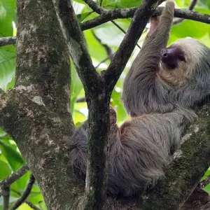 Explore Tortuguero National Park Adventure 4D/3N for 4 days with Bamba Travel and discover unforgettable experiences - Photo 5