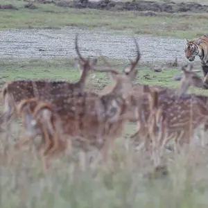 Explore Ranthambore Tiger Experience 5D/4N (from Delhi) for 5 days with Bamba Travel and discover unforgettable experiences - Photo 10
