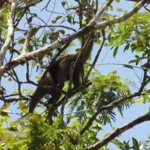 Explore Tortuguero National Park Adventure 4D/3N for 4 days with Bamba Travel and discover unforgettable experiences - Photo 6