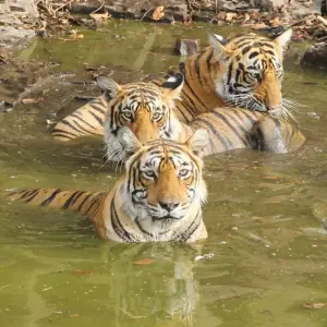 Explore Ranthambore Tiger Experience 5D/4N (from Delhi) for 5 days with Bamba Travel and discover unforgettable experiences - Photo 11