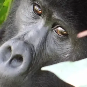 Explore Uganda Gorilla Safari Air-Expedition 4D/3N for 4 days with Bamba Travel and discover unforgettable experiences - Photo 6