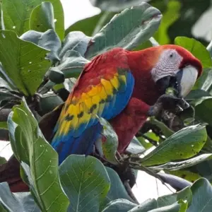 Explore Tortuguero National Park Adventure 4D/3N for 4 days with Bamba Travel and discover unforgettable experiences - Photo 7