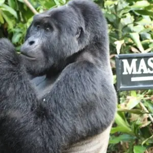 Explore Uganda Gorilla Safari Air-Expedition 4D/3N for 4 days with Bamba Travel and discover unforgettable experiences - Photo 7