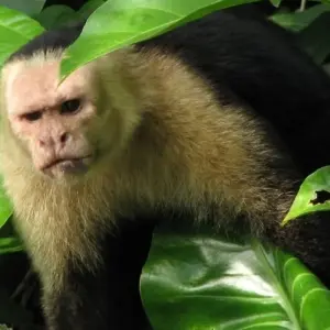 Explore Tortuguero National Park Adventure 4D/3N for 4 days with Bamba Travel and discover unforgettable experiences - Photo 8