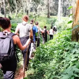 Explore Uganda Gorilla Safari Air-Expedition 4D/3N for 4 days with Bamba Travel and discover unforgettable experiences - Photo 8