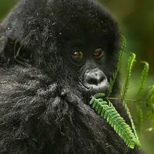 Explore Uganda Gorilla Safari Air-Expedition 4D/3N for 4 days with Bamba Travel and discover unforgettable experiences - Photo 9