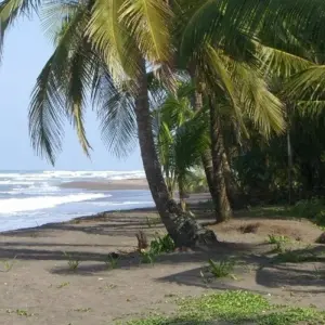 Explore Tortuguero National Park Adventure 4D/3N for 4 days with Bamba Travel and discover unforgettable experiences - Photo 10