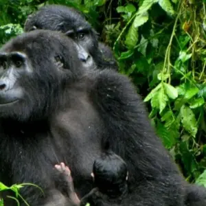 Explore Uganda Gorilla Safari Air-Expedition 4D/3N for 4 days with Bamba Travel and discover unforgettable experiences - Photo 10