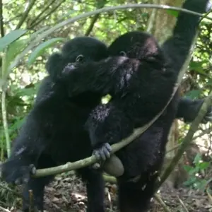 Explore Uganda Gorilla Safari Air-Expedition 4D/3N for 4 days with Bamba Travel and discover unforgettable experiences - Photo 11