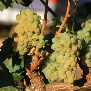 Explore Mendoza Wine & Mountains Adventure 4D/3N for 4 days with Bamba Travel and discover unforgettable experiences - Photo 3