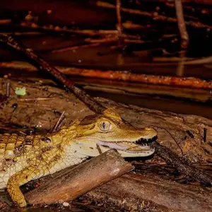 Explore Puerto Maldonado Amazon Field Station 3D/2N (from Puerto Maldonado) for 3 days with Bamba Travel and discover unforgettable experiences - Photo 4