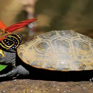 Explore Puerto Maldonado Amazon Field Station 3D/2N (from Puerto Maldonado) for 3 days with Bamba Travel and discover unforgettable experiences - Photo 6