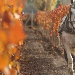 Explore Mendoza Wine & Mountains Adventure 4D/3N for 4 days with Bamba Travel and discover unforgettable experiences - Photo 6