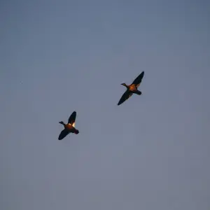 Explore Puerto Maldonado Amazon Field Station 3D/2N (from Puerto Maldonado) for 3 days with Bamba Travel and discover unforgettable experiences - Photo 9