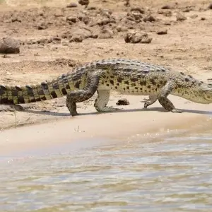 Explore Victoria Falls & Chobe Xtreme Adventure 5D/4N (from Livingstone) for 5 days with Bamba Travel and discover unforgettable experiences - Photo 4