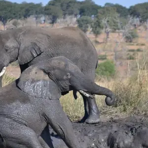Explore Victoria Falls & Chobe Xtreme Adventure 5D/4N (from Victoria Falls) for 5 days with Bamba Travel and discover unforgettable experiences - Photo 3