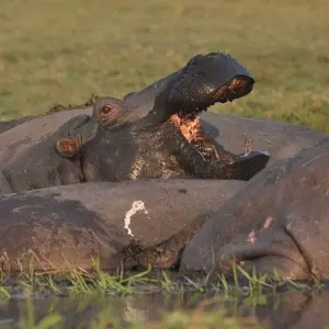 Explore Victoria Falls & Chobe Xtreme Adventure 5D/4N (from Victoria Falls) for 5 days with Bamba Travel and discover unforgettable experiences - Photo 6