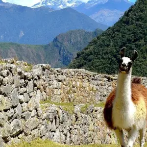 Explore Inca Trail Trek to Machu Picchu 5D/4N for 5 days with Bamba Travel and discover unforgettable experiences - Photo 7