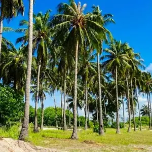 Explore Maldives Relaxed Group Island Hopping 8D/7N for 8 days with Bamba Travel and discover unforgettable experiences - Photo 11