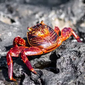 Explore Santa Cruz Island Diving Adventure 7D/6N for 7 days with Bamba Travel and discover unforgettable experiences - Photo 5
