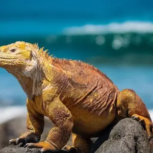 Explore Santa Cruz Island Diving Adventure 7D/6N for 7 days with Bamba Travel and discover unforgettable experiences - Photo 7