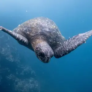 Explore Santa Cruz Island Diving Adventure 7D/6N for 7 days with Bamba Travel and discover unforgettable experiences - Photo 9