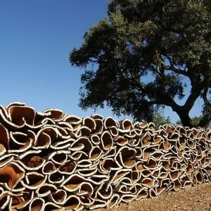 Explore Walking Holidays In Tavira, The Venice Of Algarve for 8 days with Be Cool and discover unforgettable experiences - Photo 6