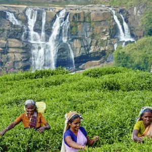 Explore Round Trip Sri Lanka & swimming in Kalutara (incl. fLight) for 15 days with Bavaria Fernreisen and discover unforgettable experiences - Photo 5