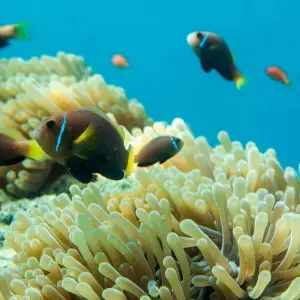 Explore Small Group Roundtrip & Bathing - Sri Lanka & Maldives (incl. flight) for 15 days with Bavaria Fernreisen and discover unforgettable experiences - Photo 4