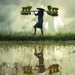 Explore Highlights of Indochina - Small Group Round Trip with Laos, Vietnam & Cambodia (incl. flight) for 25 days with Bavaria Fernreisen and discover unforgettable experiences - Photo 11