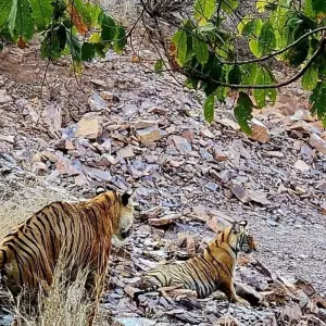 Explore Luxury Taj and Leopards Safari for 5 days with BeMetravels  and discover unforgettable experiences - Photo 6