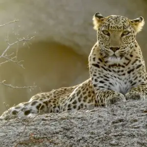 Explore Luxury Taj and Leopards Safari for 5 days with BeMetravels  and discover unforgettable experiences - Photo 7