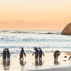 Explore Norwegian Dawn: SouThern Africa - SouThern Africa Cruise & Swimming in Mauritius for 17 days with Bavaria Fernreisen and discover unforgettable experiences - Photo 9