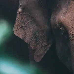 Explore Witness the beauty of South Asia Sri Lanka (09 Days ) Free Upgrade to Private Tour Available for 9 days with Beauty Lanka Travels and discover unforgettable experiences - Photo 3